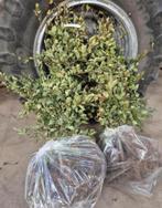 50 x groene beukenhaag 80-100 Van €125,- Voor €87,50, Tuin en Terras, Planten | Tuinplanten, Ophalen of Verzenden, Volle zon