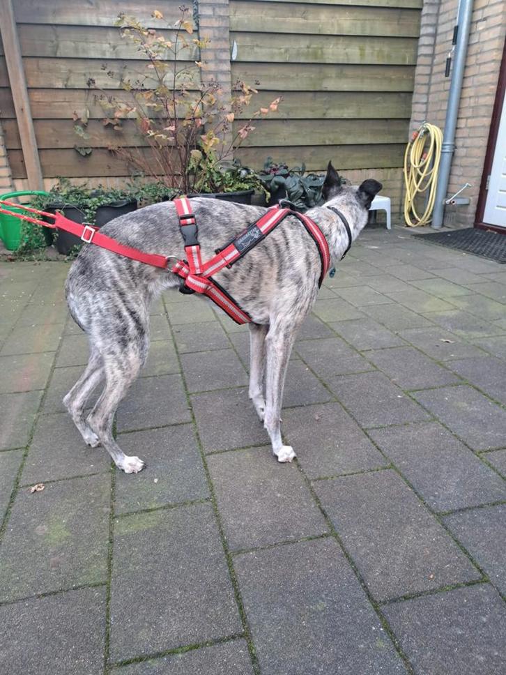 Dragrattan multi-sports tuig, Dieren en Toebehoren, Hondenhalsbanden en Penningen, Ophalen of Verzenden