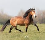 Prachtige 8 jarige merrie te koop, Dieren en Toebehoren, Paarden, Recreatiepaard, Gechipt, B, Merrie