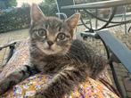 kitten zoekt forever home, Dieren en Toebehoren, Katten en Kittens | Overige Katten, Poes