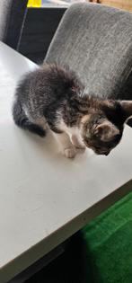 Kitten kater en poesjes 8 weken oud, Dieren en Toebehoren, Meerdere dieren, 0 tot 2 jaar