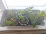Madagaskar Jewel, Ophalen, Halfschaduw, Minder dan 100 cm