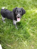 Zwart/witte en blauw schimmel Friese Stabij pups, 15 weken tot 1 jaar, CDV (hondenziekte), Meerdere, Meerdere dieren