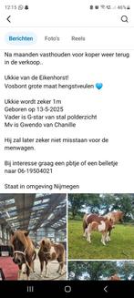 Hengstveulen shetlander vosbont, Hengst