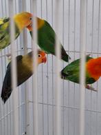 Agapornissen of dwergpapagaaien., Dieren en Toebehoren, Vogels | Parkieten en Papegaaien, Meerdere dieren, Dwergpapegaai of Agapornis