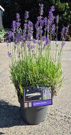Lavendel 'Munstead', Tuin en Terras, Planten | Tuinplanten, Volle zon, Vaste plant, Zomer, Ophalen