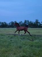 Goed bewegende enter merrie van Las vegas x Just wimphof, Merrie, Gechipt, Niet van toepassing, Dressuurpaard