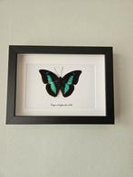 Opgezette vlinder in lijst🦋, Ophalen of Verzenden