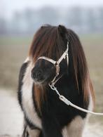 Prachtige bonte shetlander ruin, Dieren en Toebehoren, Pony's, Ruin, A pony (tot 1.17m), Gechipt, 11 jaar of ouder