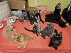 Prachtige Maine Coon kittens, Dieren en Toebehoren, Katten en Kittens | Raskatten | Langhaar, Meerdere dieren, Gechipt