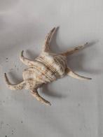 Zeeschelp met stekels, Ophalen of Verzenden