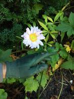 Roze annemoon €1,00: per potje, Tuin en Terras, Planten | Tuinplanten, Ophalen of Verzenden