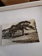 EDE. SCHAAPSKOOI OP DE GINKEL, Ophalen of Verzenden, Voor 1920, Gelderland