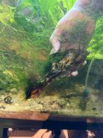 Mooie steen met mos, Dieren en Toebehoren, Vis