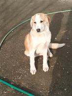 Sam en Max, Particulier, 15 weken tot 1 jaar, Reu, Buitenland