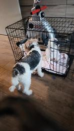 Fox terier  draadhaar dekreu gezocht, Dieren en Toebehoren, Honden | Dekreuen, Rabiës (hondsdolheid), 1 tot 2 jaar, Teef, Meerdere
