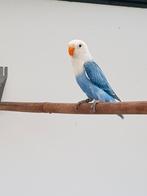 Fischerie, Meerdere dieren, Dwergpapegaai of Agapornis, Geringd