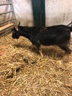 Mooie dwerg bok, Dieren en Toebehoren, Schapen, Geiten en Varkens