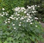 Anemone H. Jobert | Herfstanemoon | Chemievrij, Overige soorten, Volle zon, Vaste plant, Ophalen of Verzenden