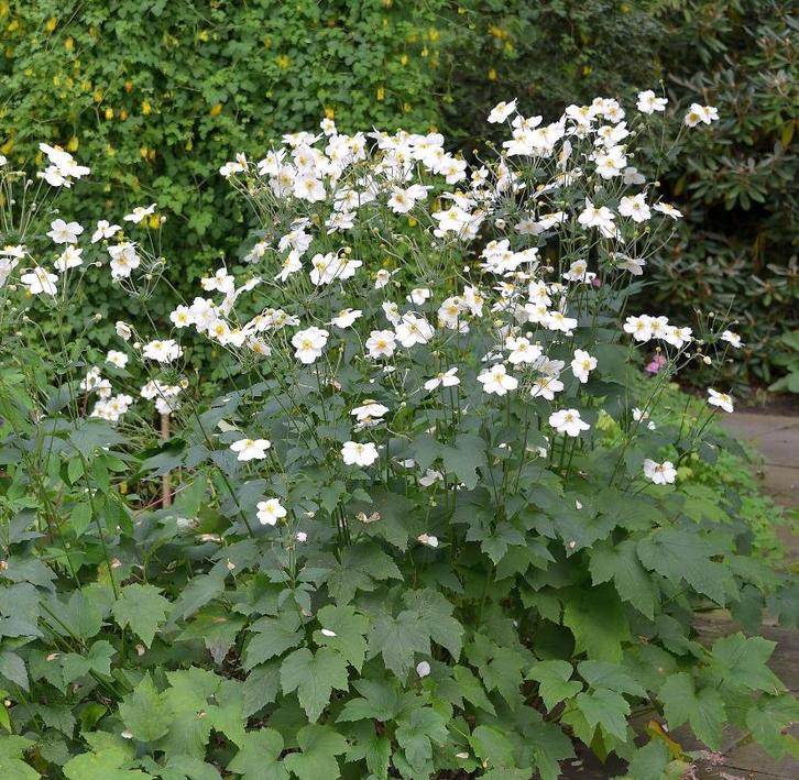 Anemone H. Jobert | Herfstanemoon | Chemievrij, Tuin en Terras, Planten | Tuinplanten, Vaste plant, Overige soorten, Volle zon