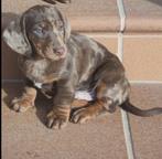 Choco merle dwergteckel pup, Parvo, Reu, 8 tot 15 weken, Korthaar