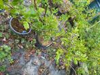 blauwe bessen plant Blue crop, Ophalen, Lente, Overige soorten, In pot
