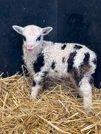 Gezocht bonte shetland ram, Dieren en Toebehoren, Schapen, Geiten en Varkens, Mannelijk, Schaap