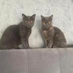 Britse kortharen., Dieren en Toebehoren, Katten en Kittens | Raskatten | Langhaar, Meerdere dieren, Ontwormd, 0 tot 2 jaar