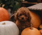 Toy poedel puppy (reutje) ❤️❤️, Particulier, Meerdere, Buitenland, CDV (hondenziekte)
