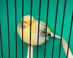 Glosters, Dieren en Toebehoren, Vogels | Kanaries, Meerdere dieren, Postuurkanarie