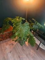 Kamerplant Philodendron xanadu, Huis en Inrichting, Ophalen, Halfschaduw, Minder dan 100 cm