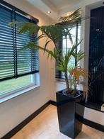 Kamerpalm in Zwarte Bloempot, Ophalen, 100 tot 150 cm, Palm, Halfschaduw