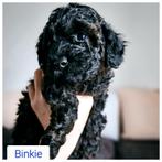 Prachtige toypoedel / toy poedel, Dieren en Toebehoren, Honden | Chihuahua's en Gezelschapshonden, Reu, 8 tot 15 weken, Eén hond