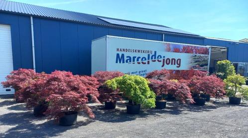 Acer ofwel Japanse Esdoorn, Tuin en Terras, Planten | Bomen, Overige soorten, 100 tot 250 cm, Halfschaduw, Bloeit niet, Ophalen