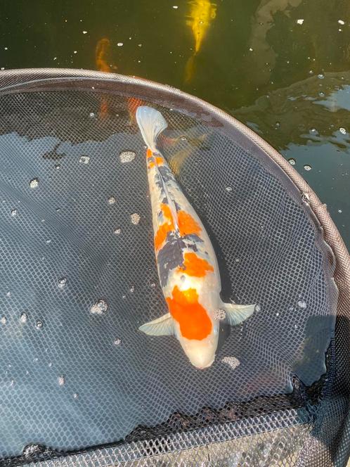 Diverse mooie grote koi karpers (50-75 cm), Dieren en Toebehoren, Vissen | Vijvervissen, Karper of Koi