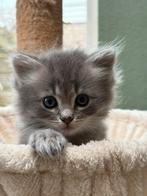 Lieve en speelse kitten te koop (Ragdoll X Maine Coon), Kater, Ontwormd, 0 tot 2 jaar