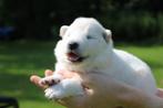 Samojeed Puppies 4 Reutjes & 2 Teefjes - 14-07-2025 geboren, Dieren en Toebehoren, Honden | Poolhonden, Keeshonden en Oertypen