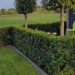 Portugese laurier 60-80cm – BIJNA UITVERKOCHT, Ophalen of Verzenden, Laurier, Minder dan 100 cm