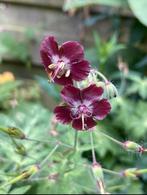 Geranium phaeum donkere ooievaarsbek paarsrood, Volle zon, Vaste plant, Zomer, Ophalen