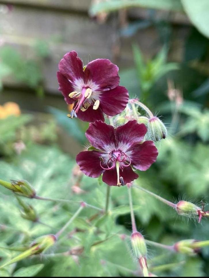 Geranium phaeum donkere ooievaarsbek paarsrood, Tuin en Terras, Planten | Tuinplanten, Vaste plant, Overige soorten, Volle zon