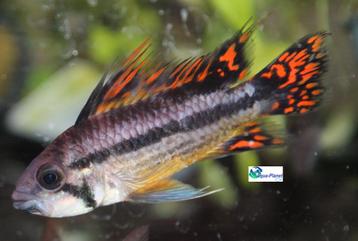 Apistogramma cacatuoides "Double Red" beschikbaar voor biedingen