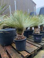 Aanbieding! Yucca rostrata 90/100-P30, Tuin en Terras, Planten | Tuinplanten, Verzenden, Overige soorten, Volle zon