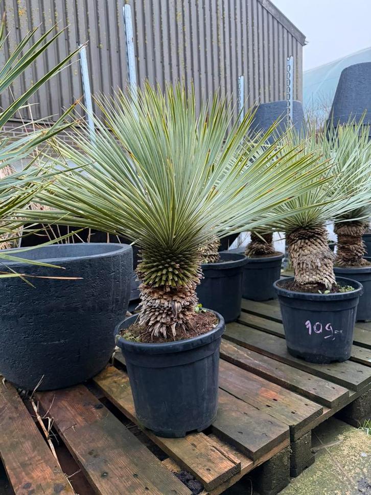Aanbieding! Yucca rostrata 90/100-P30, Tuin en Terras, Planten | Tuinplanten, Overige soorten, Volle zon, Verzenden