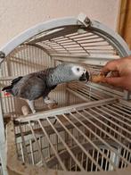 Grijze roodstaart, Dieren en Toebehoren, Vogels | Parkieten en Papegaaien, Mannelijk, Papegaai