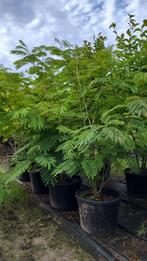 Albizia julibrissin perzische slaapboom | Meerstammige bomen, Ophalen of Verzenden, Zomer, Volle zon, Overige soorten