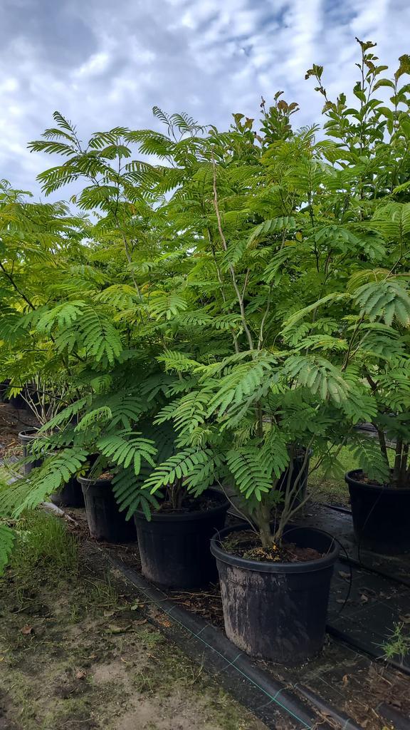 Albizia julibrissin perzische slaapboom | Meerstammige bomen, Tuin en Terras, Planten | Bomen, Overige soorten, Volle zon, Zomer