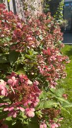 10x pluimhortensia : paniculata, Vanille Fraise’, Ophalen, Overige soorten, Struik, 100 tot 250 cm