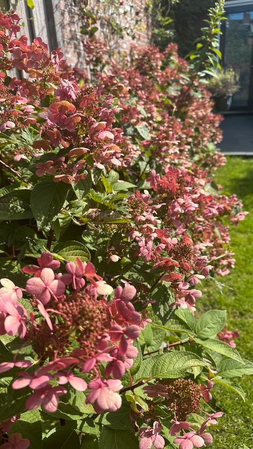10x pluimhortensia : paniculata, Vanille Fraise’, Tuin en Terras, Planten | Struiken en Hagen, Struik, Overige soorten, 100 tot 250 cm