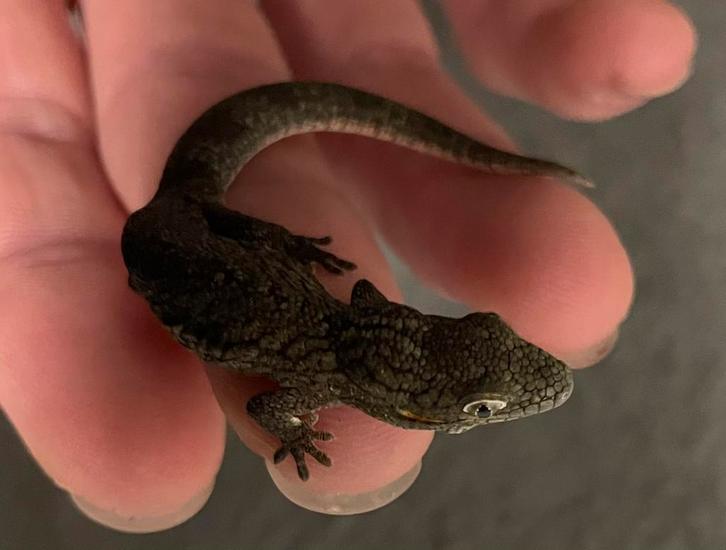 Koppeltje Eurydactylodes agricolae, Dieren en Toebehoren, Reptielen en Amfibieën, Hagedis, 0 tot 2 jaar
