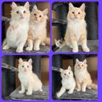 RAGDOLL KITTENS ( 2 KEER GEVACCINEERD) MOGEN AL VERHUIZEN!, Dieren en Toebehoren, Katten en Kittens | Overige Katten, Meerdere dieren